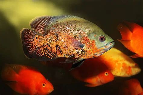 地圖魚飼養|【地圖魚飼養】地圖魚怎麼養才壯壯？7個養殖密技一次瞭解！